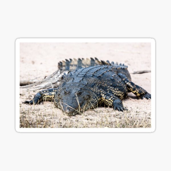 Crocodile lining in the bush, game reserve Botswana Sticker