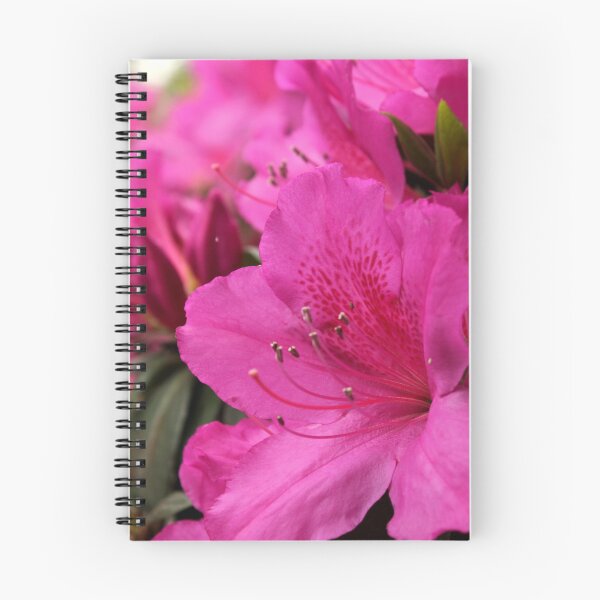 Item preview, Pink Azaleas designed and sold by 1081 Creative.
