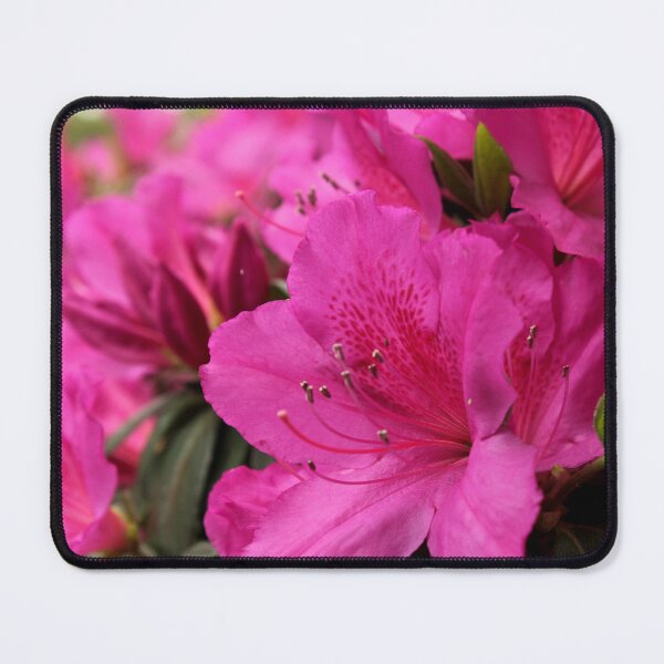Item preview, Pink Azaleas designed and sold by 1081 Creative.