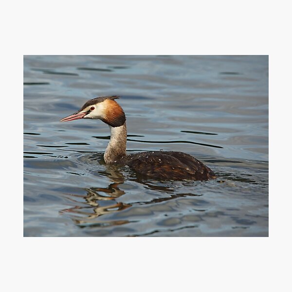 Great Crested Grebe Photographic Print
