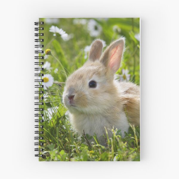 Artikelvorschau, Niedliches Baby-Häschen im Gras mit Gänseblümchen entworfen und verkauft von ScienceSource.