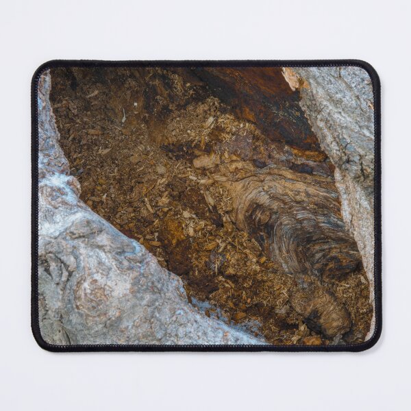 Item preview, Inside a Hollow Tree designed and sold by Bill Spengler's Photographic Thoughts.