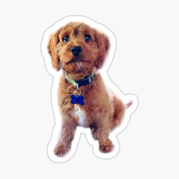 "Cavapoo Puppy Love " Sticker for Sale by Grace-N-Evies28 | Redbubble