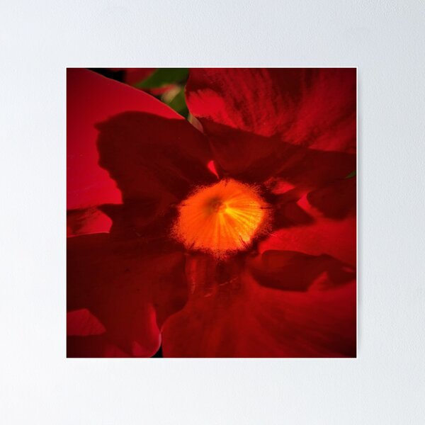 Item preview, Red burst Flower designed and sold by ralphsamo.