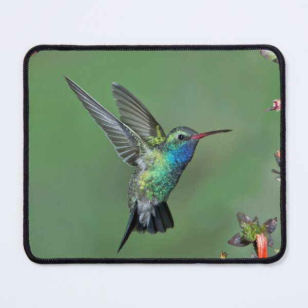 Item preview, Hermoso colibrí de pico ancho azul y verde iridiscente y flores designed and sold by ScienceSource.