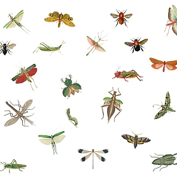 Artwork thumbnail, Colorful Insects by SowCow