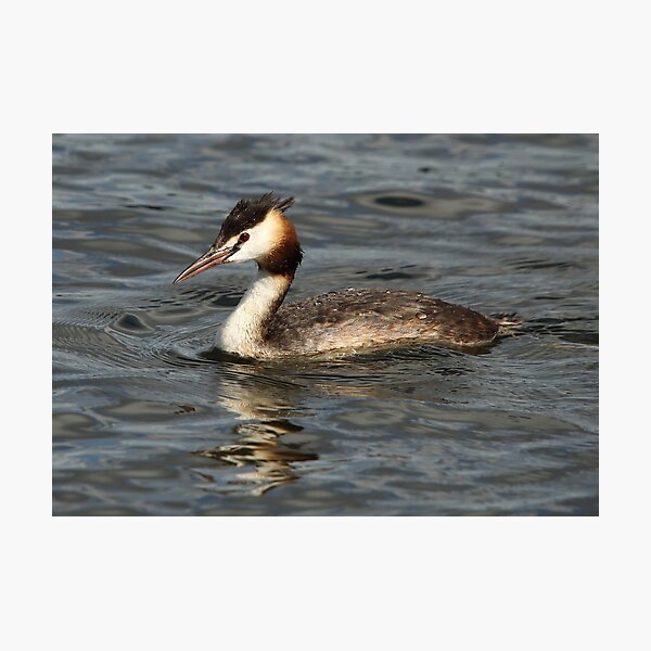 Great Crested Grebe Photographic Print