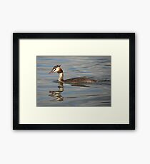 Great Crested Grebe Framed Print