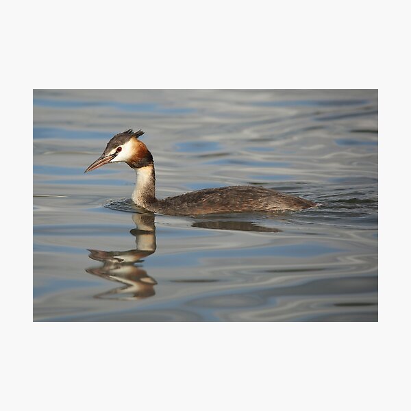 Great Crested Grebe Photographic Print
