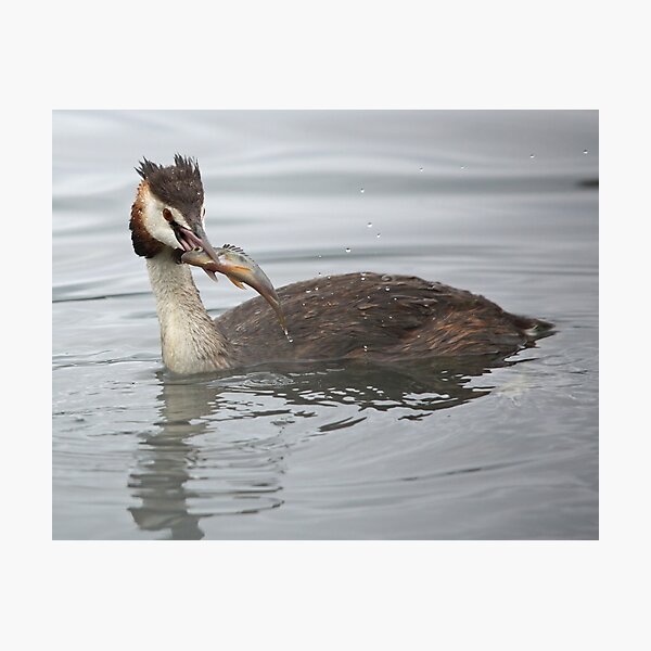 Great Crested Grebe with Perch Photographic Print