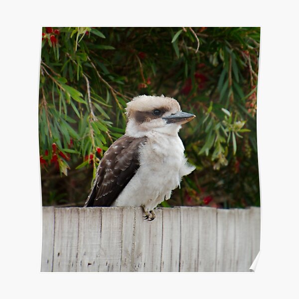 KINGFISHER ~ Laughing Kookaburra by David Irwin DJI7D42KM7Z Poster