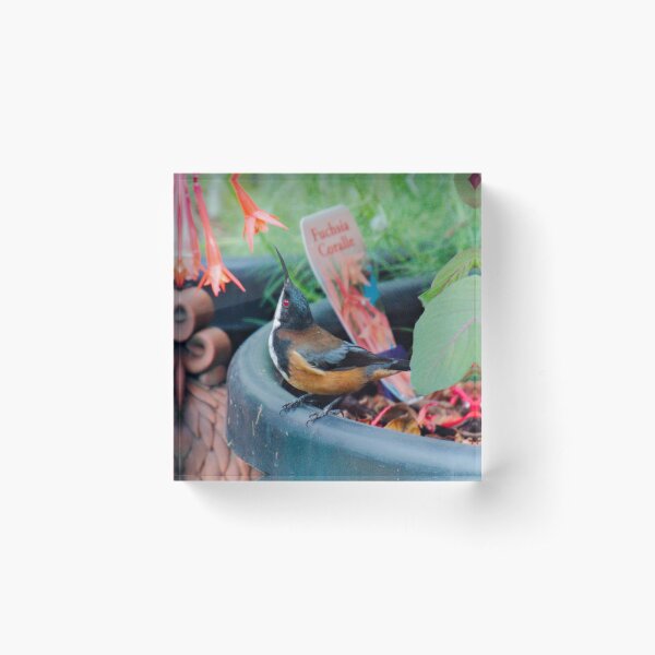 HONEYEATER ~ Eastern Spinebill by David Irwin DJITRTA6ASQ Acrylic Block
