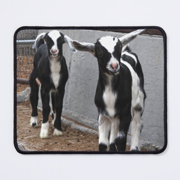 Item preview, black and white panda dairy goats designed and sold by Stephanie  Skeem.