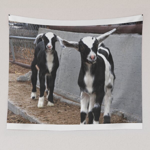 Item preview, black and white panda dairy goats designed and sold by Stephanie  Skeem.