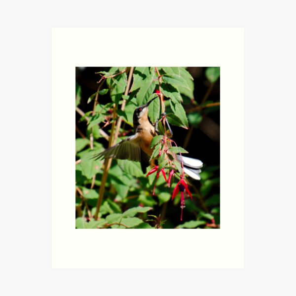 HONEYEATER ~ Eastern Spinebill by David Irwin DJIY353HK4M Art Print