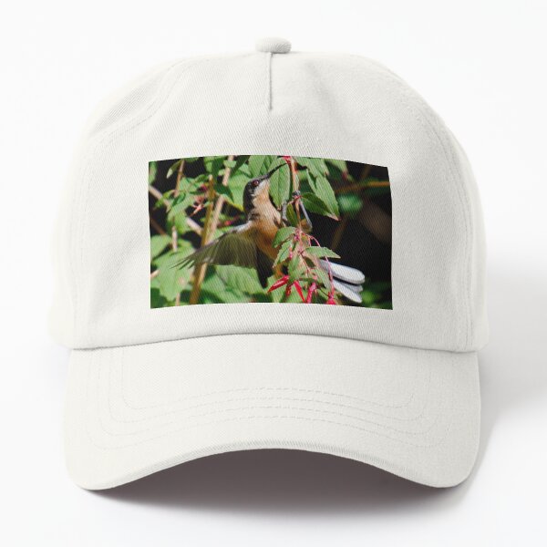 HONEYEATER ~ Eastern Spinebill by David Irwin DJIY353HK4M Dad Hat