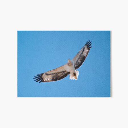 RAPTOR ~ White-bellied Sea-eagle by David Irwin DJI84Z2BYRQ Art Board Print