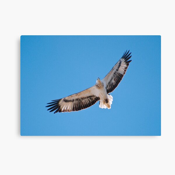 RAPTOR ~ White-bellied Sea-eagle by David Irwin DJI84Z2BYRQ Canvas Print
