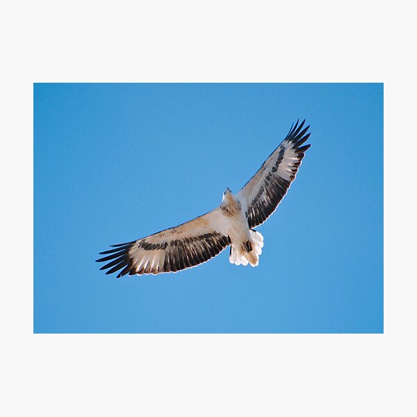 RAPTOR ~ White-bellied Sea-eagle by David Irwin DJI84Z2BYRQ Photographic Print