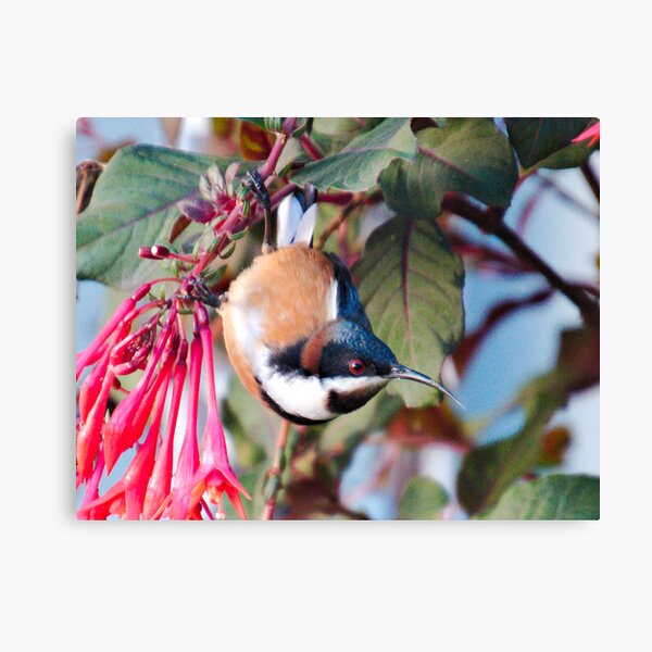 HONEYEATER ~ Eastern Spinebill by David Irwin DJI2YG269SA Canvas Print