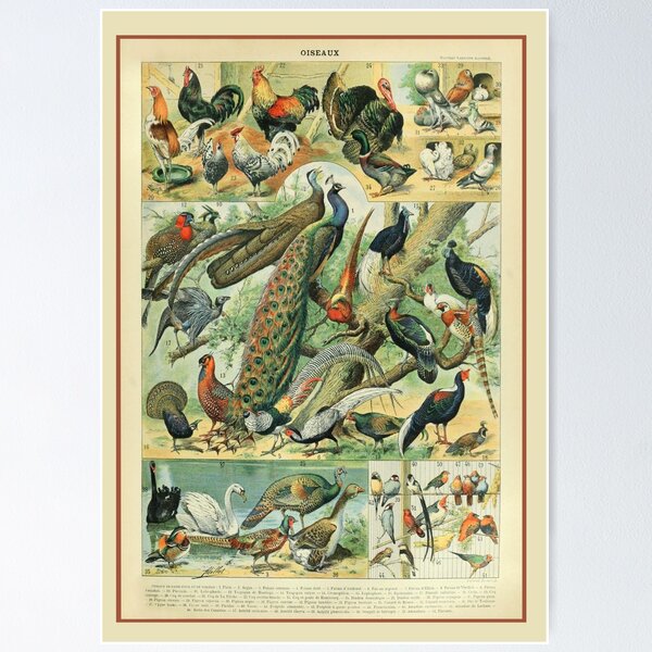 Item preview, Adolphe Millot Oiseaux C - Vintage Birds By Millot Enhanced Reproduction designed and sold by molamode.