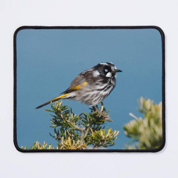 Item preview, HONEYEATER ~ New Holland Honeyeater by David Irwin DJITRD5CKUD designed and sold by tasmanianartist.