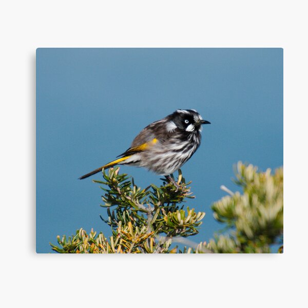 HONEYEATER ~ New Holland Honeyeater by David Irwin DJITRD5CKUD Canvas Print
