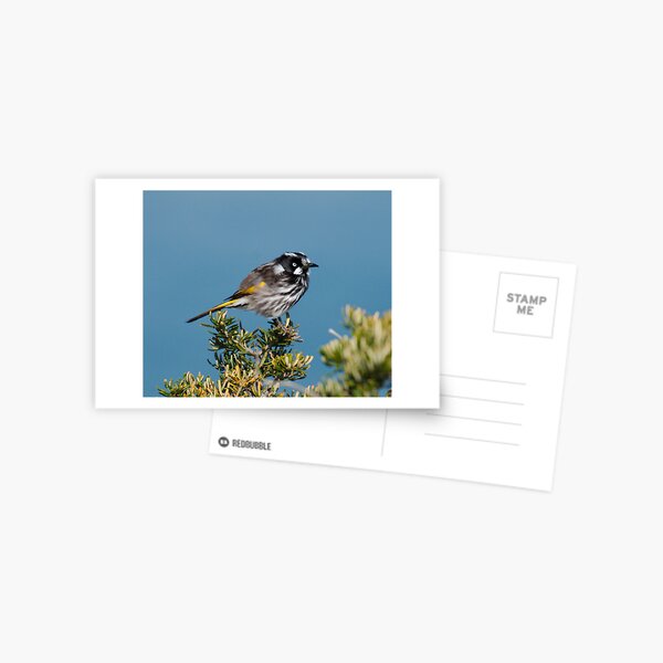 HONEYEATER ~ New Holland Honeyeater by David Irwin DJITRD5CKUD Postcard