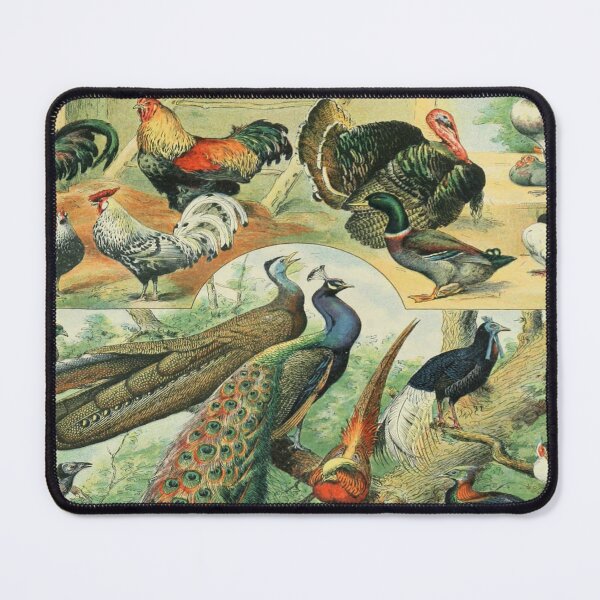 Item preview, Adolphe Millot Oiseaux C - Vintage Birds By Millot Enhanced Reproduction designed and sold by molamode.