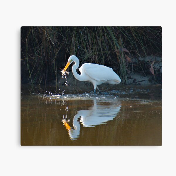 WADER ~ Eastern Great Egret by David Irwin DJIVHEH4576 Canvas Print