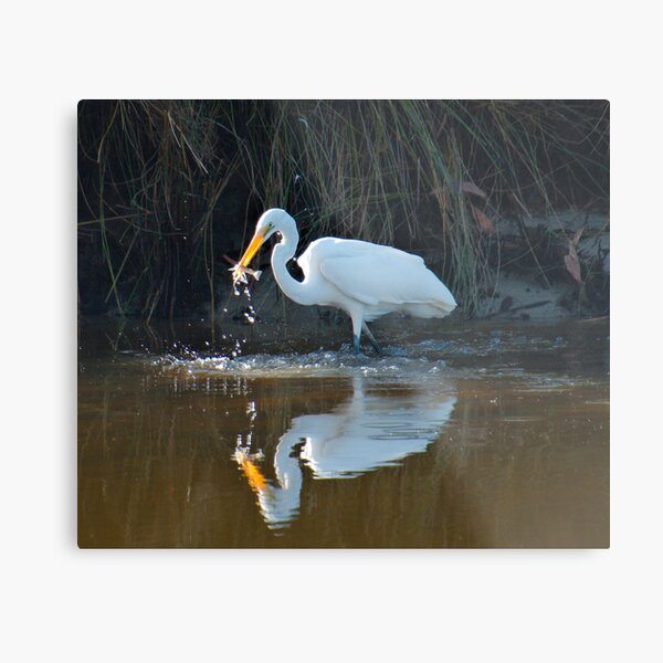 WADER ~ Eastern Great Egret by David Irwin DJIVHEH4576 Metal Print