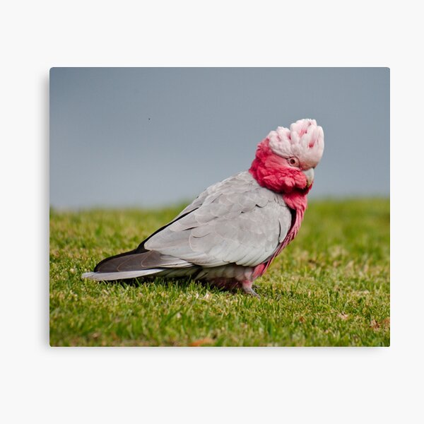 PARROT ~ Galah by David Irwin DJIVPVWJWZG Canvas Print