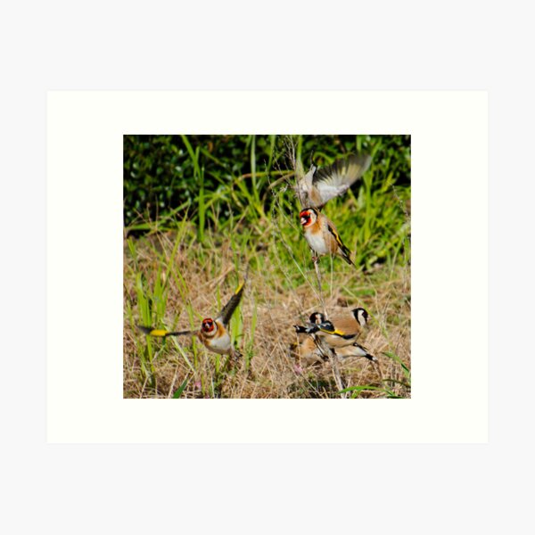 EXOTIC ~ European Goldfinch by David Irwin DJIPWJZWKQE Art Print