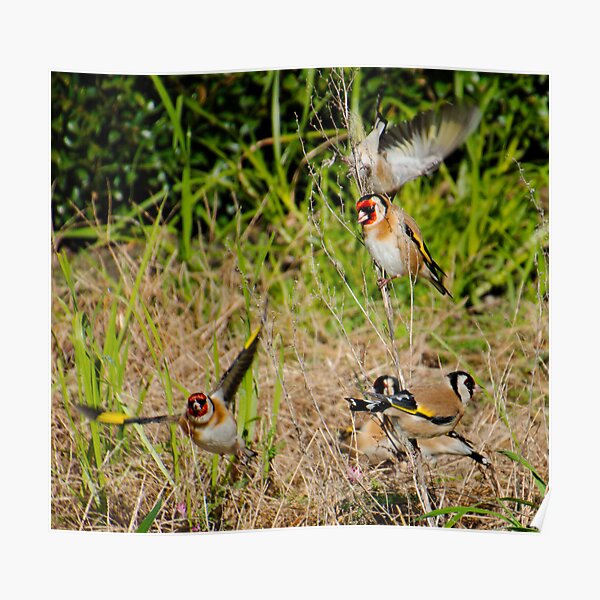 EXOTIC ~ European Goldfinch by David Irwin DJIPWJZWKQE Poster