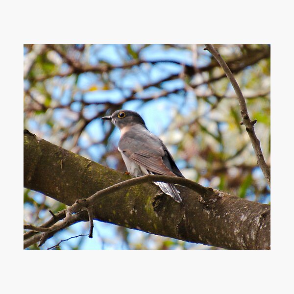 CUCKOO ~ Fan-tailed Cuckoo by David Irwin DJIJS93E7GE Photographic Print