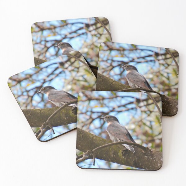 Item preview, CUCKOO ~ Fan-tailed Cuckoo by David Irwin DJIJS93E7GE designed and sold by tasmanianartist.