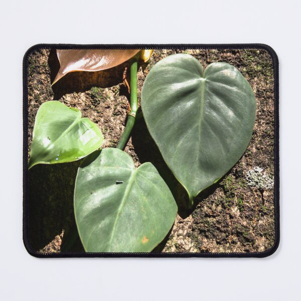 Item preview, leaves and trunk. designed and sold by Nino rocha fotografia.