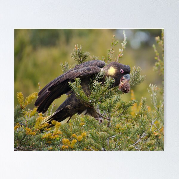 PARROT ~ Yellow-tailed Black-Cockatoo by David Irwin DJI3NYY5WA9 Poster