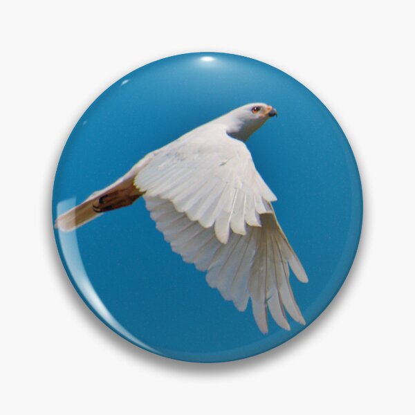 RAPTOR ~ White Goshawk by David Irwin DJI75BWCMHK Pin