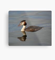 Great Crested Grebe Metal Print