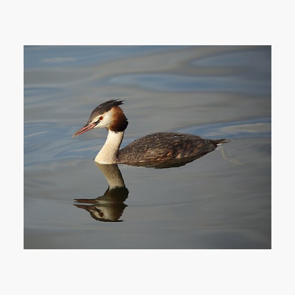 Great Crested Grebe Photographic Print