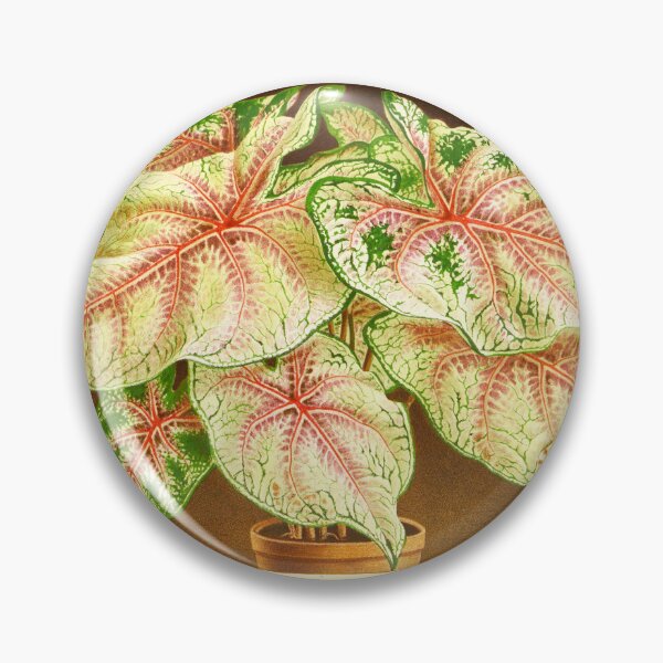 Item preview, Caladium 'White Queen' - Botanical Illustration designed and sold by chimakingthings.