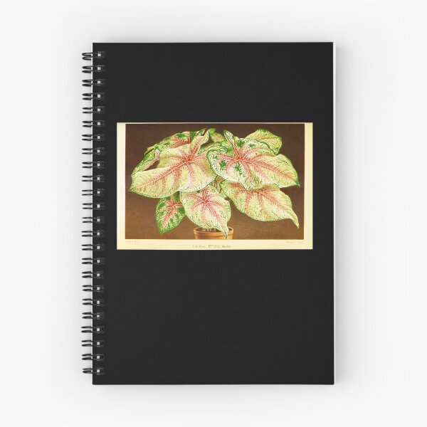 Item preview, Caladium 'White Queen' - Botanical Illustration designed and sold by chimakingthings.
