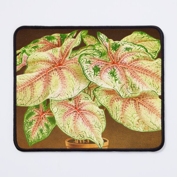 Item preview, Caladium 'White Queen' - Botanical Illustration designed and sold by chimakingthings.