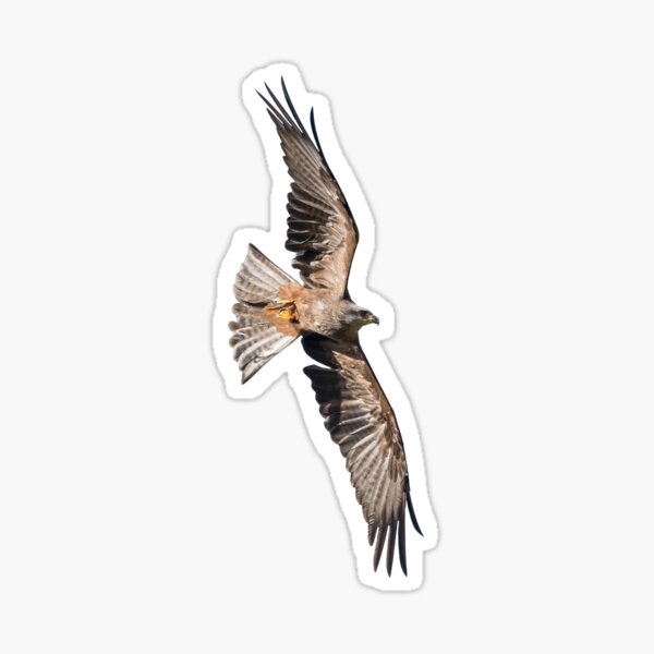 Blank Hawk Sticker