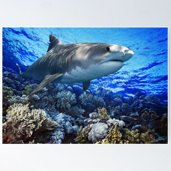 TIGER SHARK Galeocerdo cuvier (POSTER VERSION) Poster
