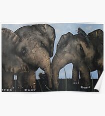 Wacky Birds on Baby Elephants Poster