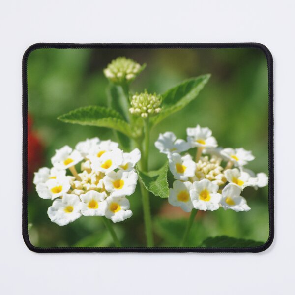 Item preview, Weeping Lantana designed and sold by Rainy.