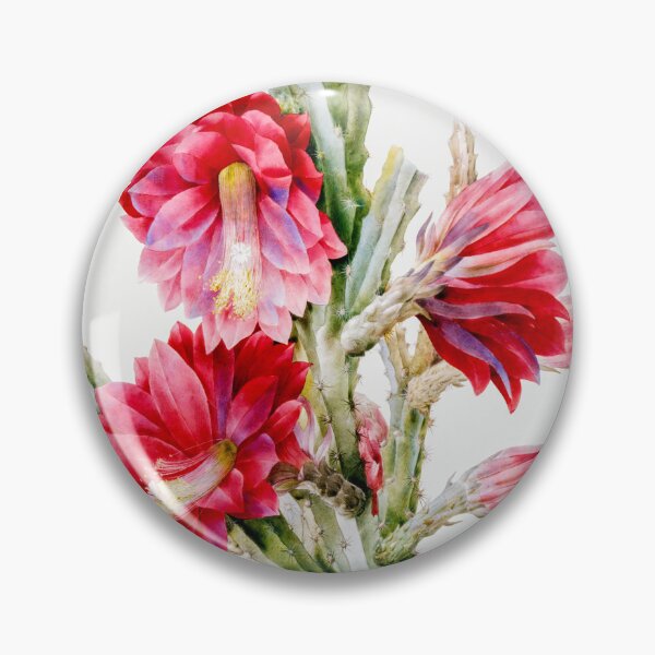 Item preview, A Flowering Cactus Heliocereus Speciosus by Pierre–Joseph Redouté designed and sold by InHerits.