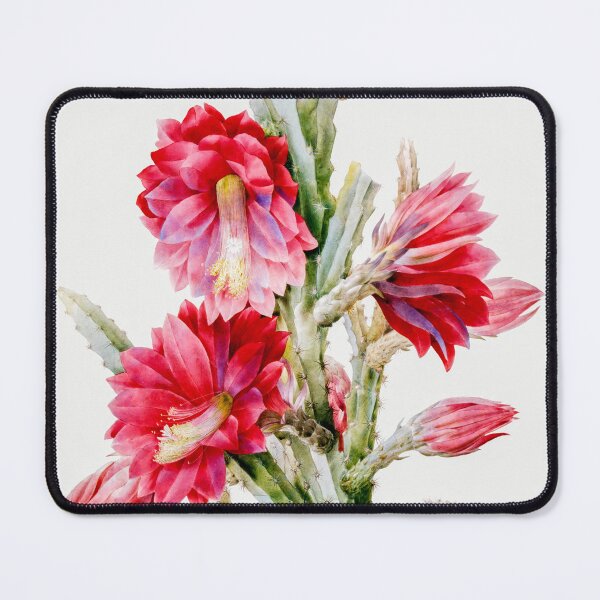 Item preview, A Flowering Cactus Heliocereus Speciosus by Pierre–Joseph Redouté designed and sold by InHerits.
